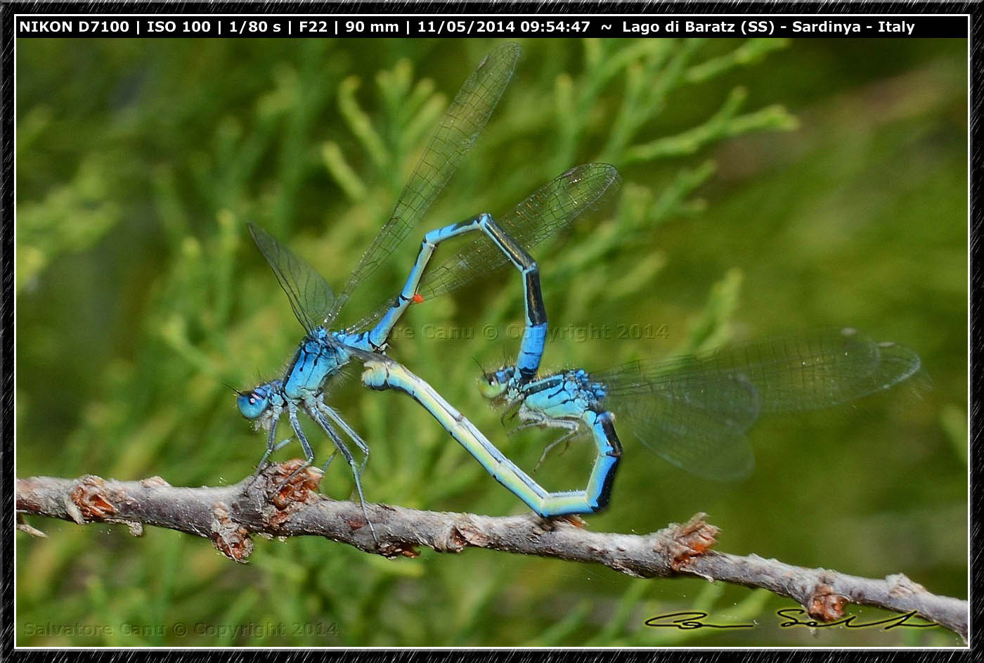 Coenagrion scitulum, accoppiamento da Baratz (SS)